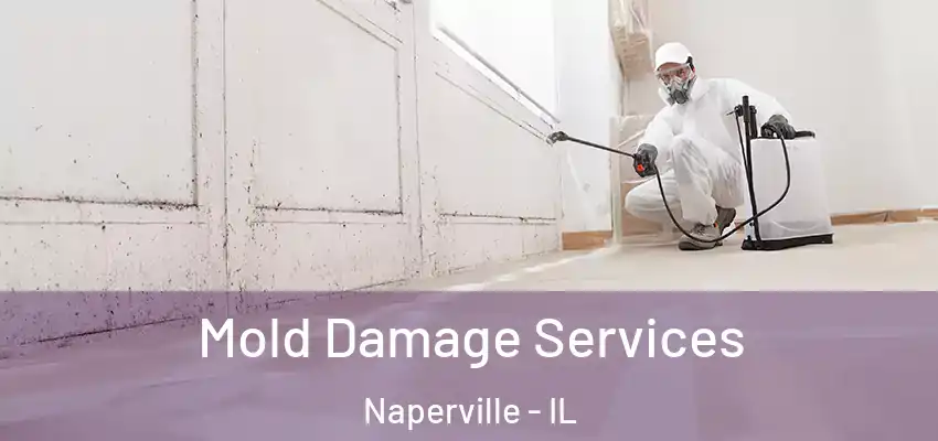  Mold Damage Services Naperville - IL