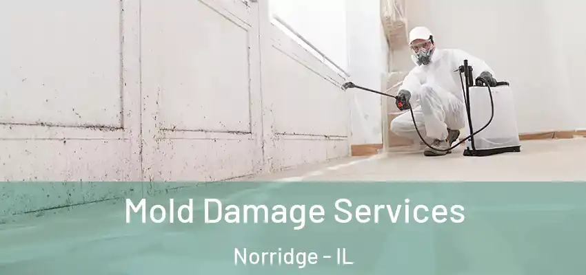 Mold Damage Services Norridge - IL