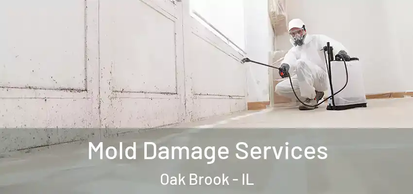  Mold Damage Services Oak Brook - IL