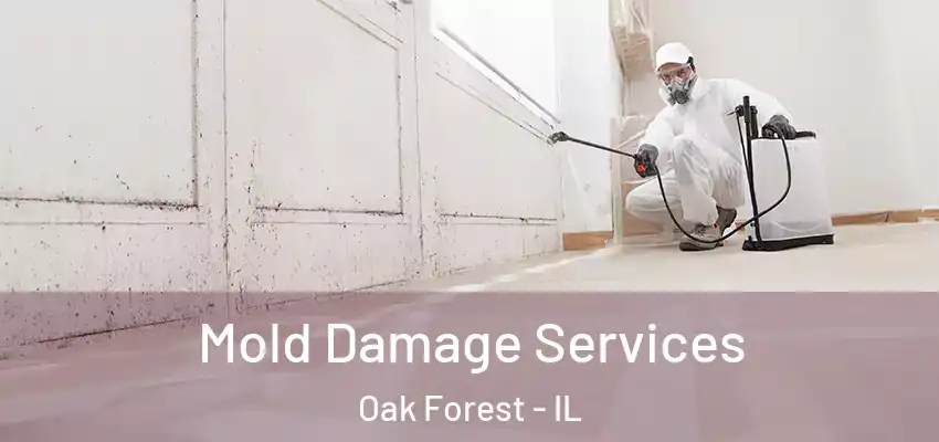  Mold Damage Services Oak Forest - IL