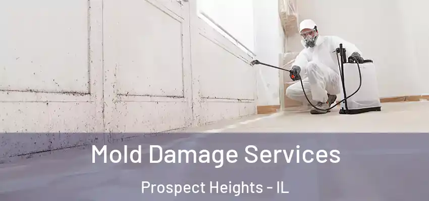  Mold Damage Services Prospect Heights - IL