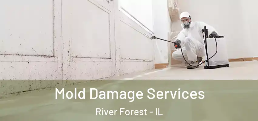 Mold Damage Services River Forest - IL