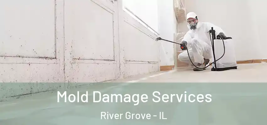 Mold Damage Services River Grove - IL