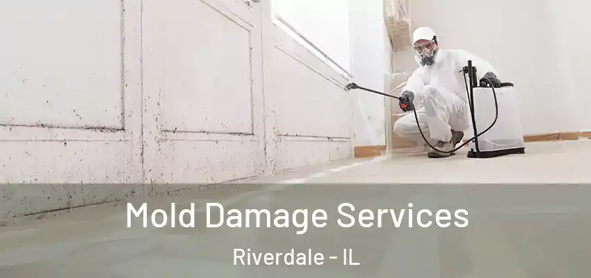  Mold Damage Services Riverdale - IL
