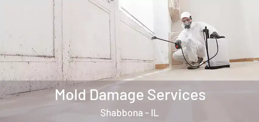 Mold Damage Services Shabbona - IL
