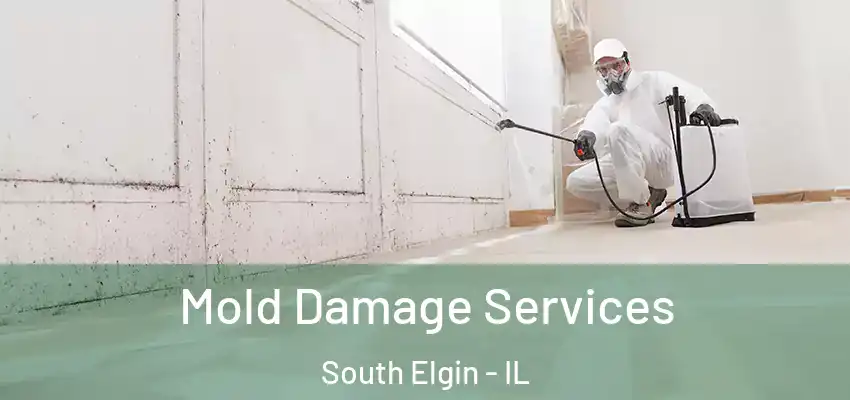  Mold Damage Services South Elgin - IL