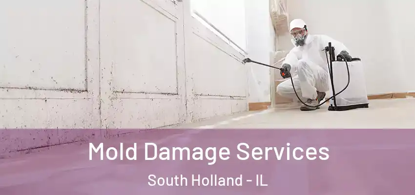 Mold Damage Services South Holland - IL