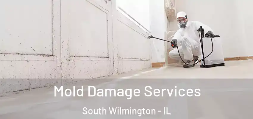 Mold Damage Services South Wilmington - IL