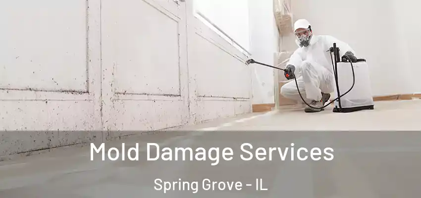  Mold Damage Services Spring Grove - IL