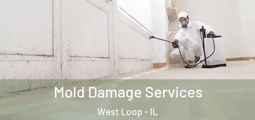  Mold Damage Services West Loop - IL