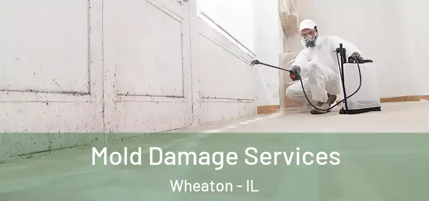  Mold Damage Services Wheaton - IL