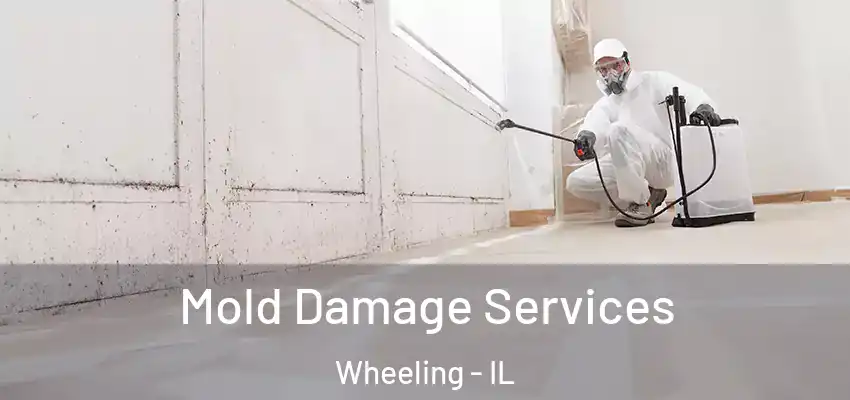  Mold Damage Services Wheeling - IL