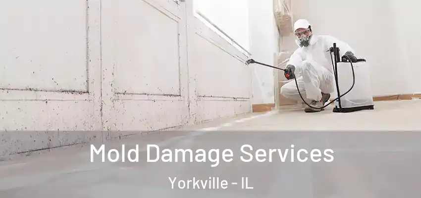  Mold Damage Services Yorkville - IL