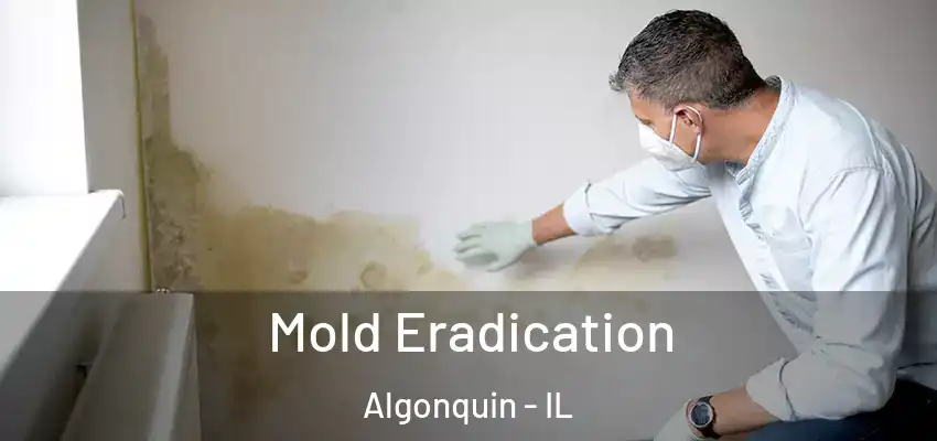  Mold Eradication Algonquin - IL