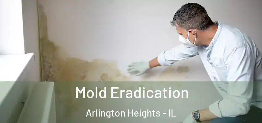 Mold Eradication Arlington Heights - IL