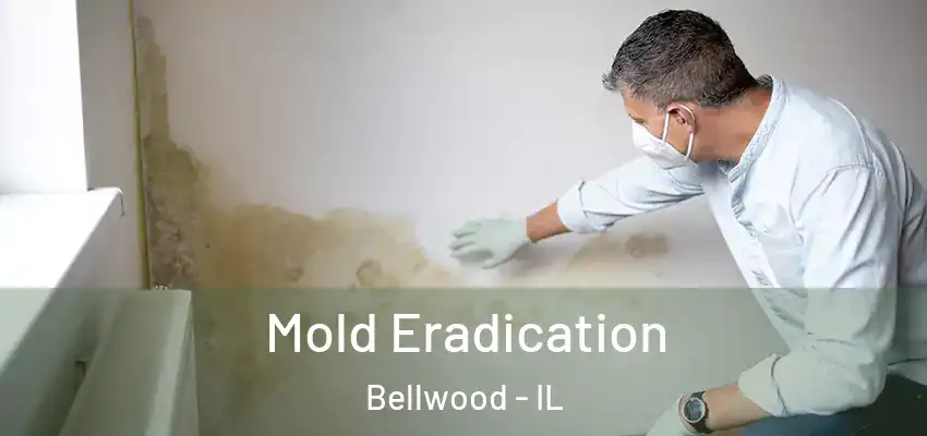 Mold Eradication Bellwood - IL