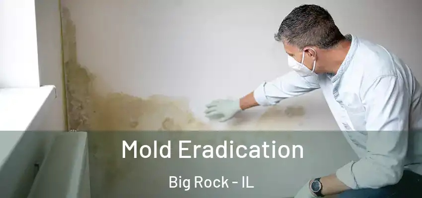  Mold Eradication Big Rock - IL