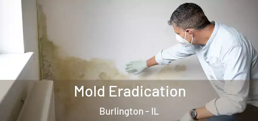  Mold Eradication Burlington - IL