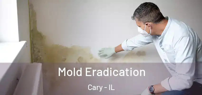  Mold Eradication Cary - IL