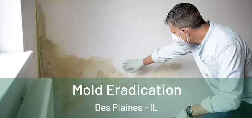  Mold Eradication Des Plaines - IL