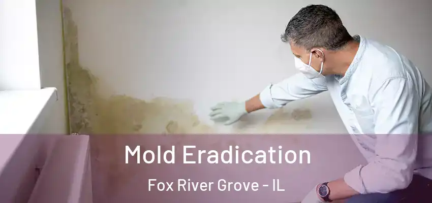  Mold Eradication Fox River Grove - IL