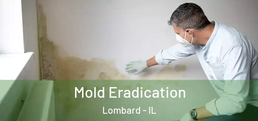 Mold Eradication Lombard - IL