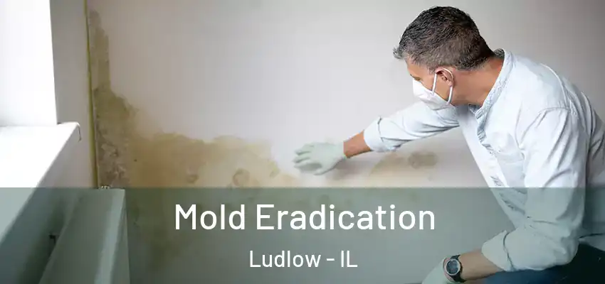  Mold Eradication Ludlow - IL