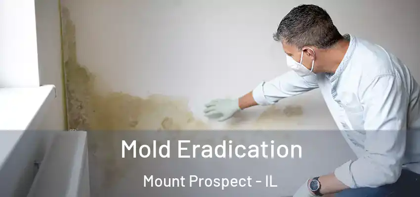  Mold Eradication Mount Prospect - IL