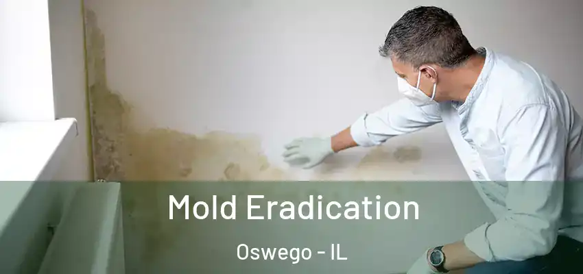  Mold Eradication Oswego - IL