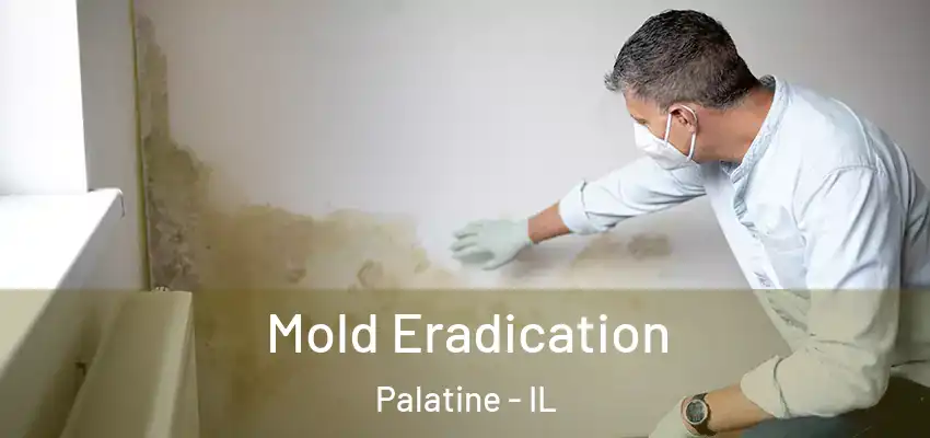 Mold Eradication Palatine - IL