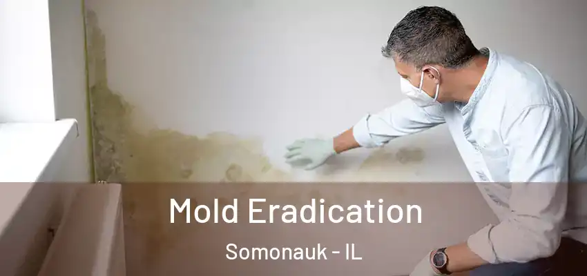  Mold Eradication Somonauk - IL