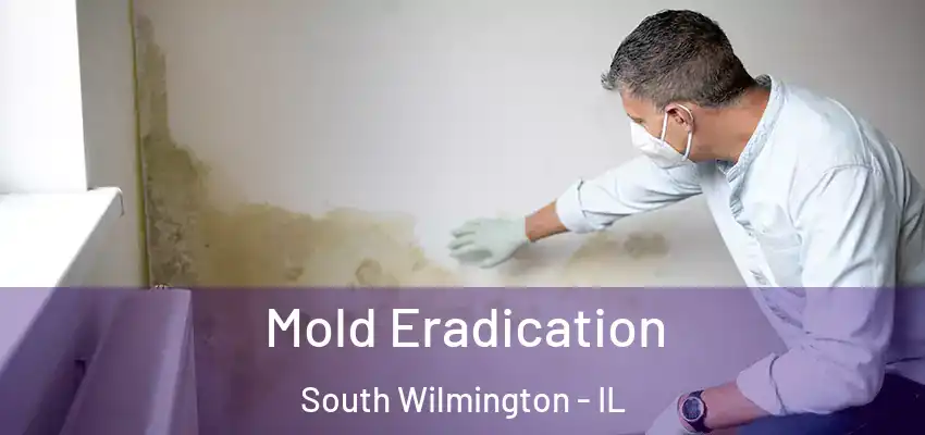 Mold Eradication South Wilmington - IL