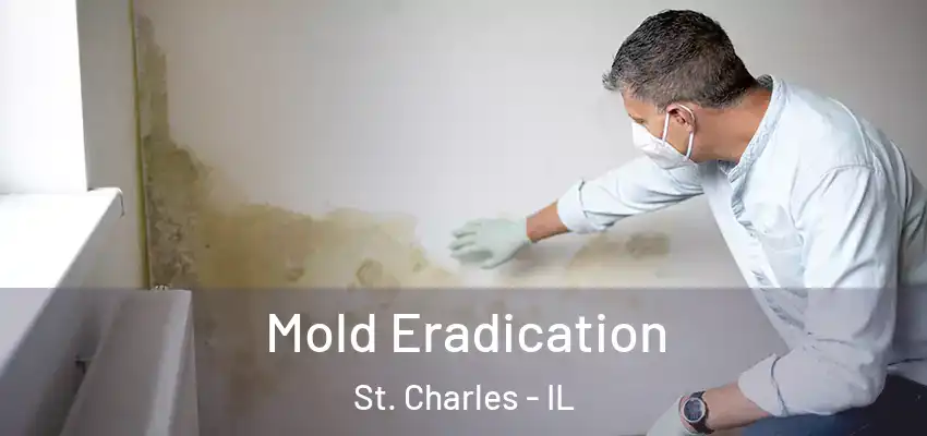  Mold Eradication St. Charles - IL