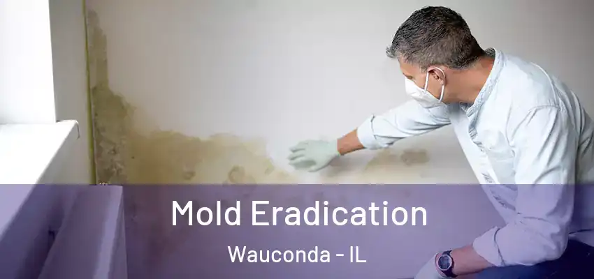  Mold Eradication Wauconda - IL