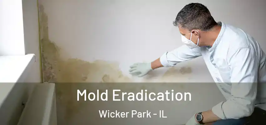  Mold Eradication Wicker Park - IL