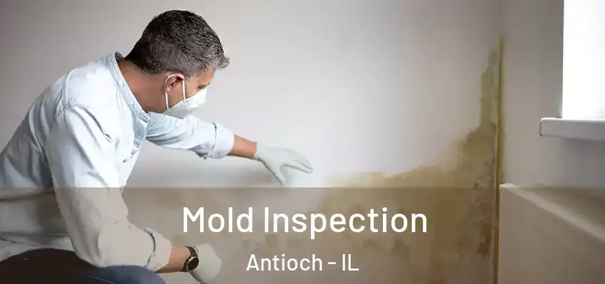 Mold Inspection Antioch - IL