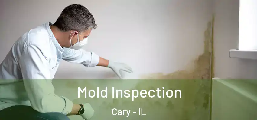  Mold Inspection Cary - IL
