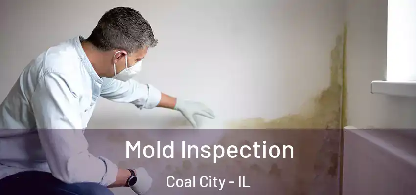  Mold Inspection Coal City - IL