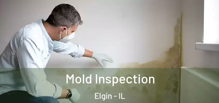  Mold Inspection Elgin - IL