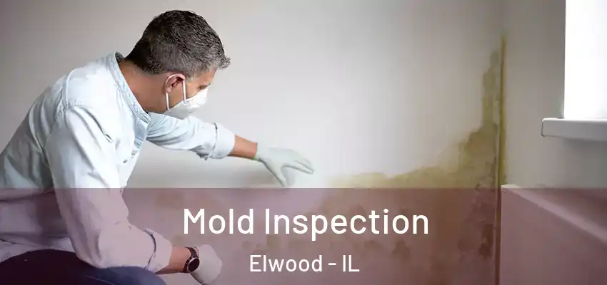  Mold Inspection Elwood - IL