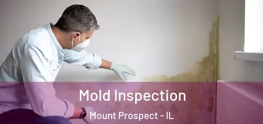  Mold Inspection Mount Prospect - IL