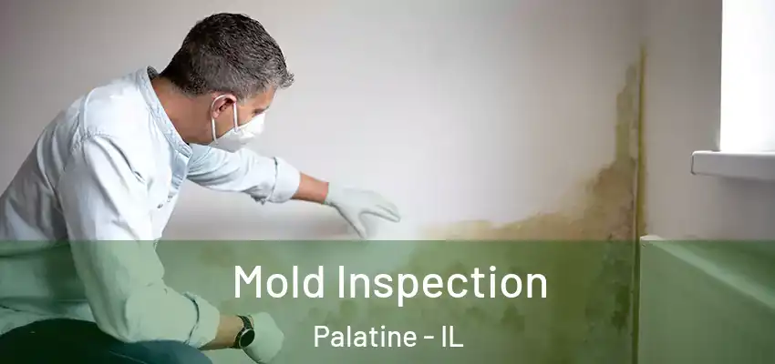 Mold Inspection Palatine - IL