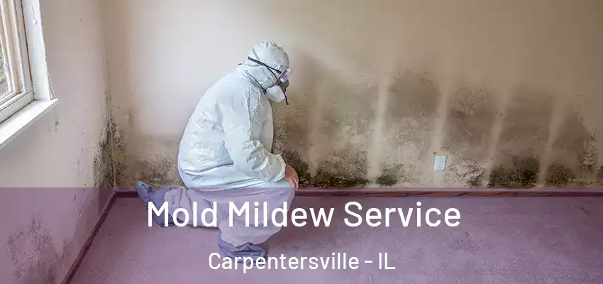Mold Mildew Service Carpentersville - IL