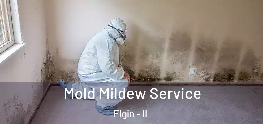  Mold Mildew Service Elgin - IL