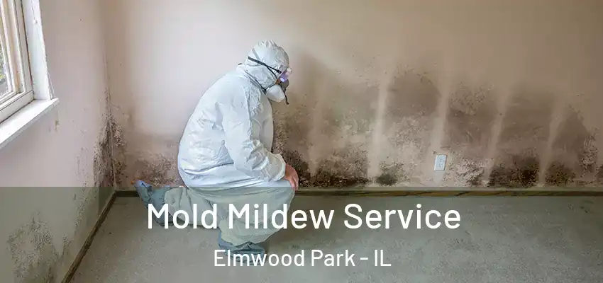 Mold Mildew Service Elmwood Park - IL