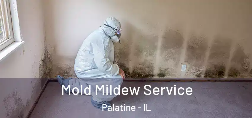 Mold Mildew Service Palatine - IL