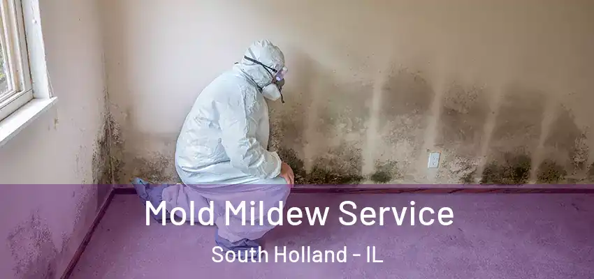 Mold Mildew Service South Holland - IL