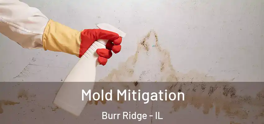 Mold Mitigation Burr Ridge - IL