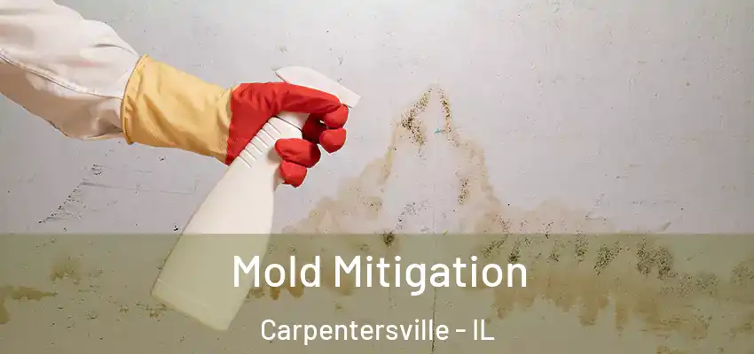 Mold Mitigation Carpentersville - IL