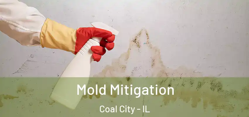  Mold Mitigation Coal City - IL